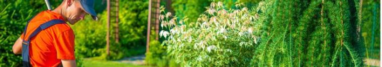 Attività di cura e manutenzione del verde