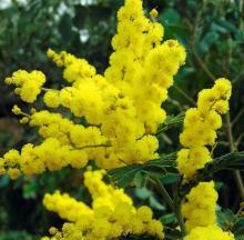 Camera di Commercio di Trento - Giornata internazionale della donna